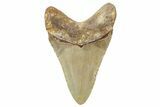 Fossil Megalodon Tooth - North Carolina #236869-1